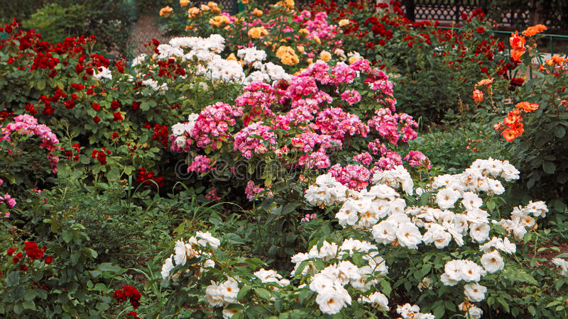 o-jardim-de-rosas-bonito-canteiro-de-flores-com-as-rosa-flores-diferentes-da-cor-vintage-tonificado-colorized-84942045